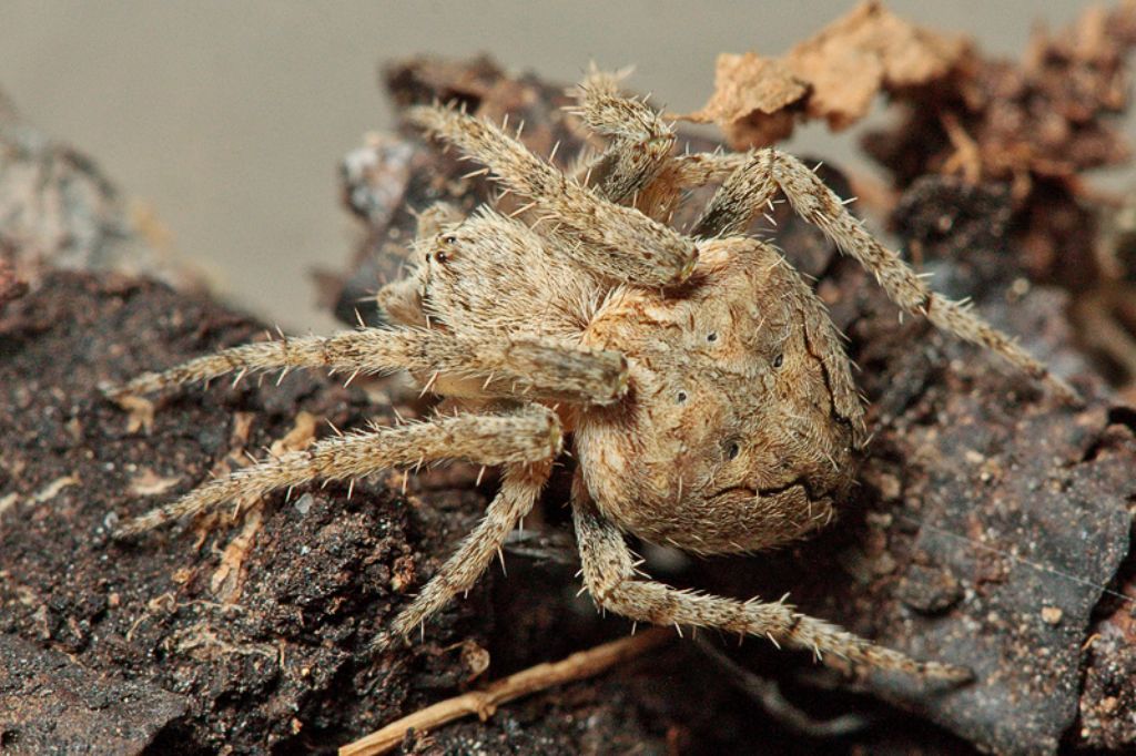 Neoscona subfusca - Malta